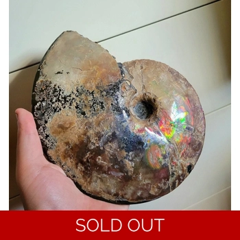 Very Rare Placenti..