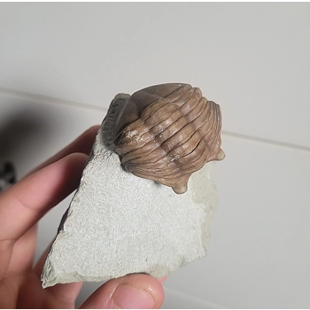 Rare Russian Asaph..