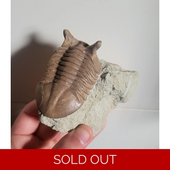 Rare Russian Asaph..