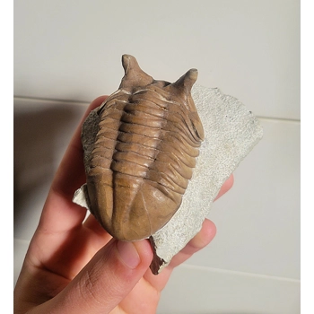 Russian Asaphus Sp..