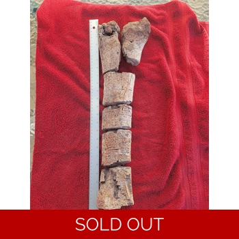 Very Rare Giant Sa..