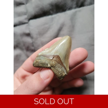 Very Rare Portugal..