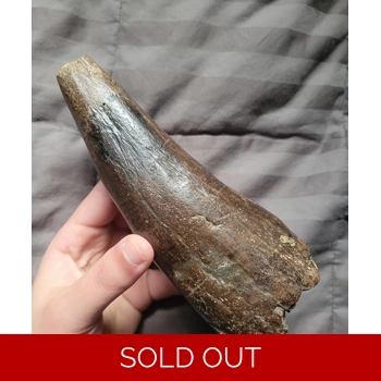 Rare Triceratops D..