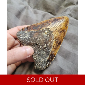 Large Rare Serrate..