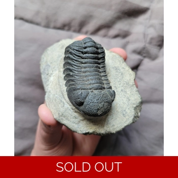 Great Quality Phac..