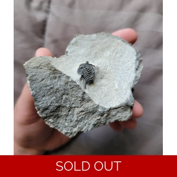 Bargain Leonaspis ..