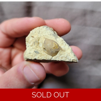 Bargain Thaleops T..