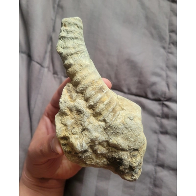 Rare Large Heteromorph Ammonite Fossil Shell Like Didymoceras