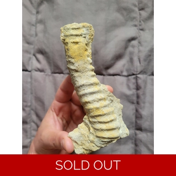 Rare Large Heterom..