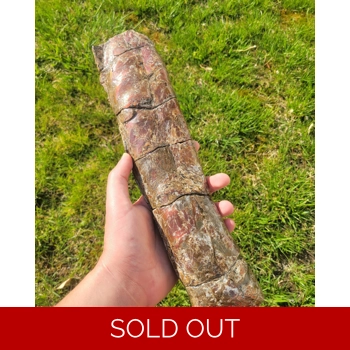 Very Rare Giant Ge..