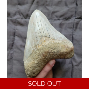 Large Rare Hair Un..