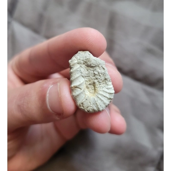 Rare Mini Heteromorph Ammoni..