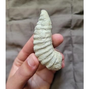 Rare Large Heteromorph Ammon..