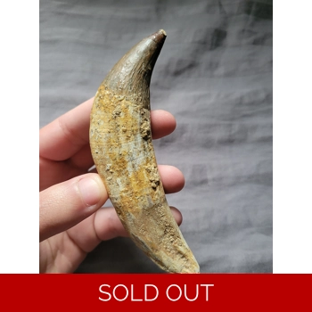 Rare Huge Basilosa..