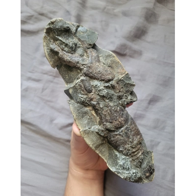 Very Rare Cretaceous Arthropod Fossil Hoploparia Sp. From Author Bruce L. Stinchcomb's Collection