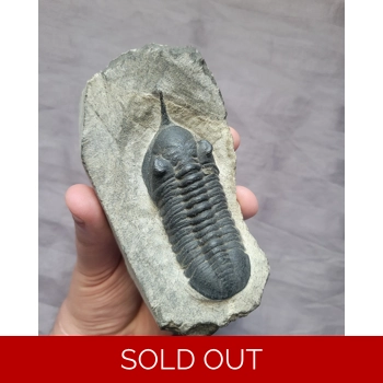 Large Sized Rare M..