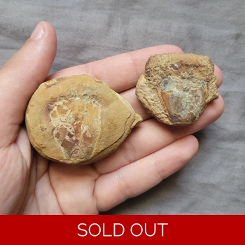 Very Rare Colorful..