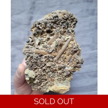 Handheld Hadrosaur..