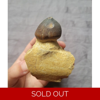 Huge Globidens Mos..