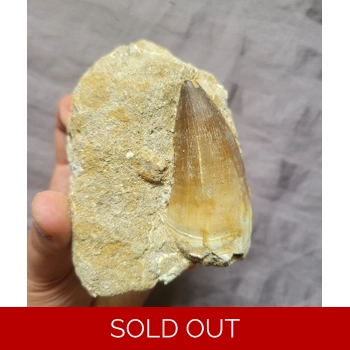 Huge Mosasaurus Sp..