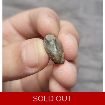 Triceratops Horrid..