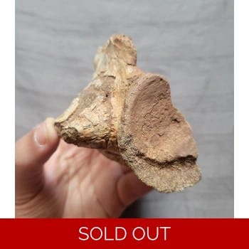 Rare Large Phytosa..