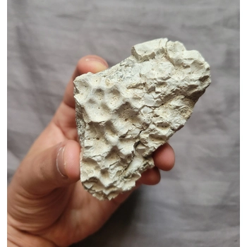 Rare Metoposaur Fossil Trias..