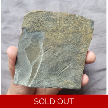 Rare Olenus Micrur..