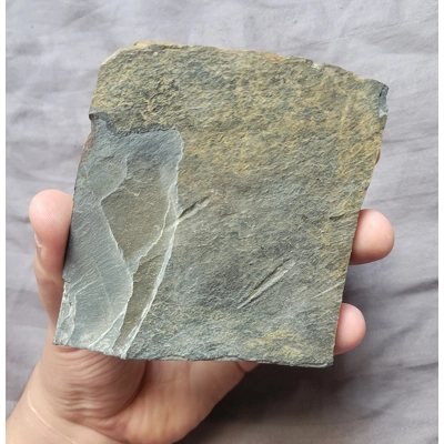 Rare Olenus Micrurus Trilobite Fossil Plate From The Cambrian Of Wales UK