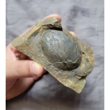 Large Rare Nexilis..