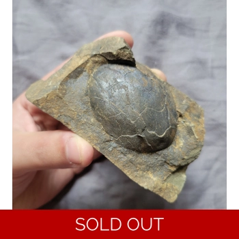 Large Rare Nexilis..