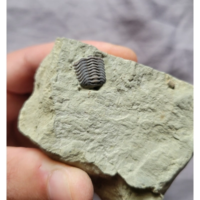 Rare Bargain Dudley Bug Trilobite Fossil From The Silurian Of England UK