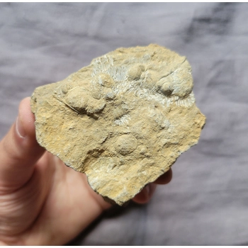 Rare Bargain Dudle..