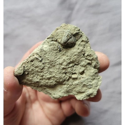 Rare Bargain Dudley Bug Calymene Blumenbachii Trilobite Fossil England UK