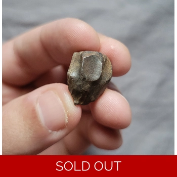 Triceratops Horrid..