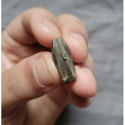 Large Great Quality Edmontosaurus Fossil Hadrosaurus Dinosaur Tooth