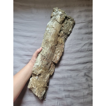 Rare Massive Hadrosaur Limb ..
