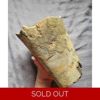 Very Rare Huge TYR..