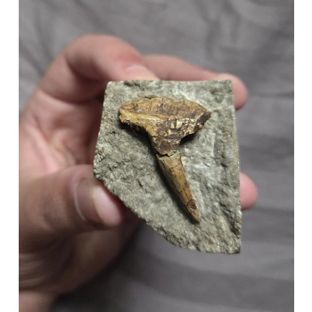 Ultra Rare Large Saivodus Sp..