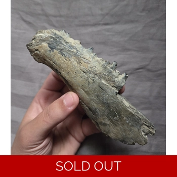 Very Rare Huge Fos..