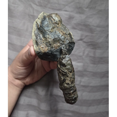 Very Rare Large Cretaceous Arthropod Fossil Hoploparia Sp. Lobster From Montana Very Rare Large Cretaceous Arthropod Fossil Hoploparia Sp. Lobster From Montana