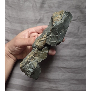 Very Rare Large Cr..