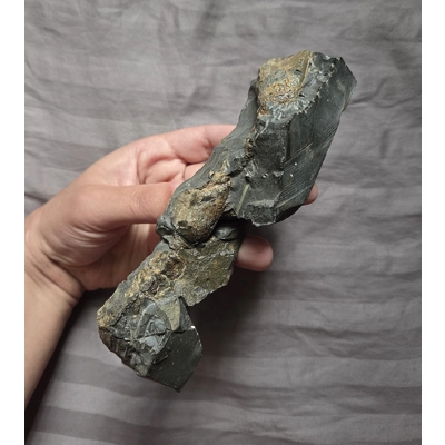 Very Rare Large Cretaceous Arthropod Fossil Hoploparia Sp. Lobster From Montana Very Rare Large Cretaceous Arthropod Fossil Hoploparia Sp. Lobster From Montana