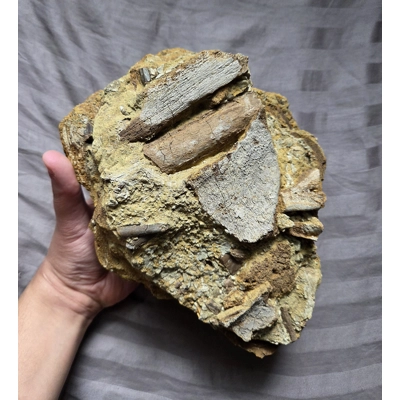 Handheld Hadrosaurus Dinosaur Fossil Bones And Teeth In Matrix Lance Fm Wyoming