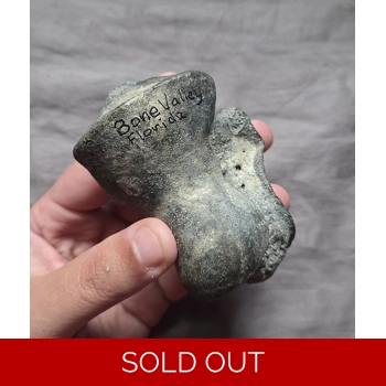 Rare Large Miocene..