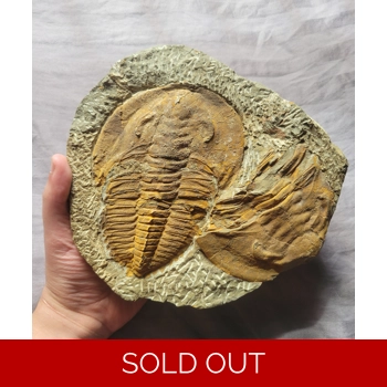 Rare Plate of Real..