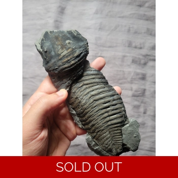 Rare Large Siluria..