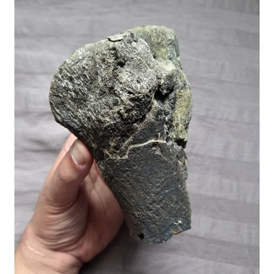 Rare Fossil Hadrosaur Metatarsal End Bone Chunk Two Medicine Formation Dinosaur