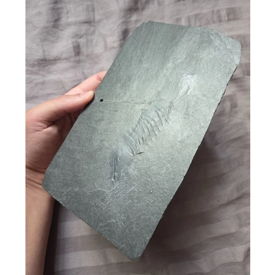 Ultra Rare Burmeisterella sp. Trilobite Fossil Devonian Bundenbach Germany