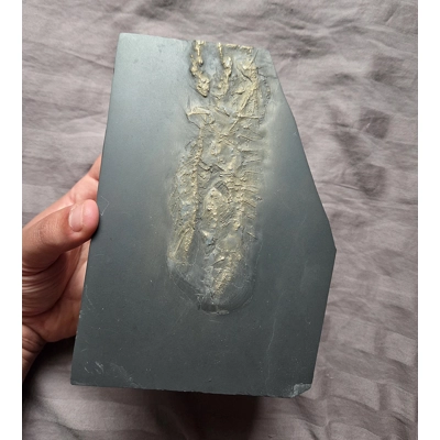 Ultra Rare Hystrigaster Horridus Starfish Fossil Devonian Bundenbach Germany Ultra Rare Hystrigaster Horridus Starfish Fossil Devonian Bundenbach Germany